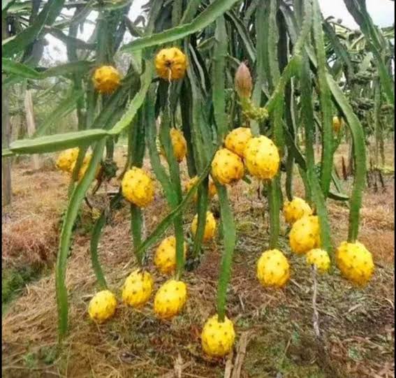 Dragon Fruit ‘Palora’