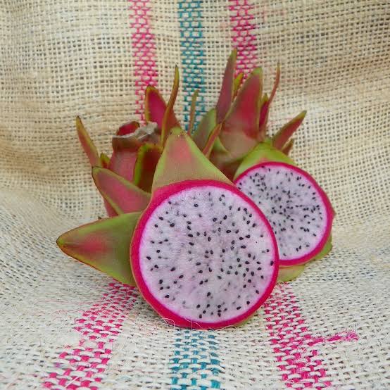 Maria Rosa dragon fruit